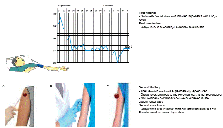 Harvard report. a) A wart tissue is removed from a patient. b) wart secretions are inoculated from a experimental wart in a psychiatric patient. c) the patient develops a wart experimentally. Source: Own elaboration based on the data obtained in the study.