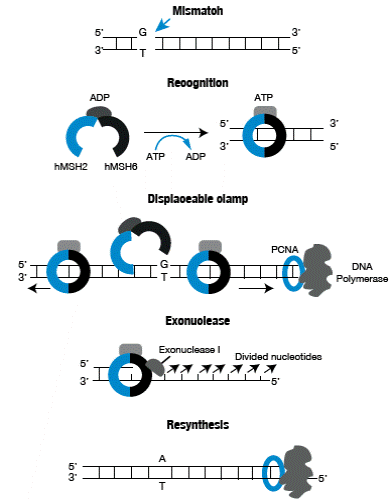 Mismatch repair process. Source: Own elaboration based on data obtained from Boland et al.25.