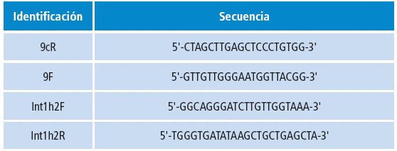 Detalle de la secuencia de los primers usados en la detecci&oacute;n de la inversi&oacute;n 1 del gen del FVIII de la coagulaci&oacute;n.