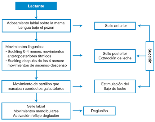 Correlaci&oacute;n entre la toma de leche materna y los procesos oromotores.