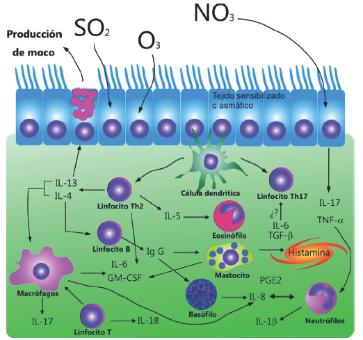 Mecanismo de activación del asma por exposición a gases.