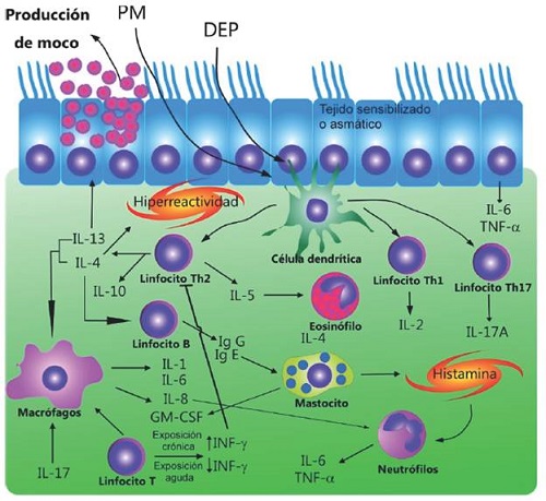 Mecanismo de activación del asma por exposición a partículas.