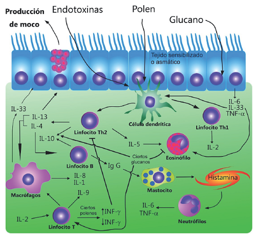 Activación del asma por exposición a elementos biológicos.