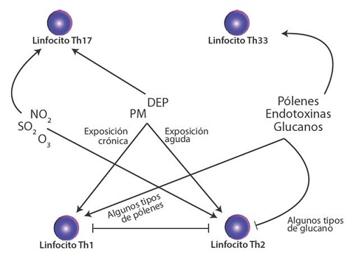 Efecto de los contaminantes y los elementos biológicos sobre la respuesta inmunológica del asma.