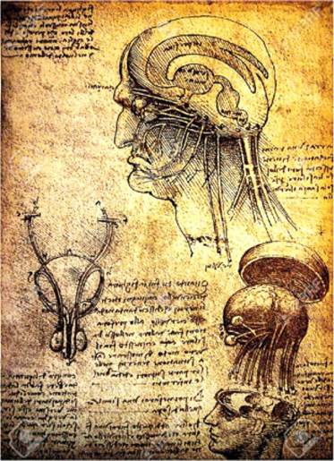 The four encephalic ventricles at the top. Leonardo da Vinci's drawing.