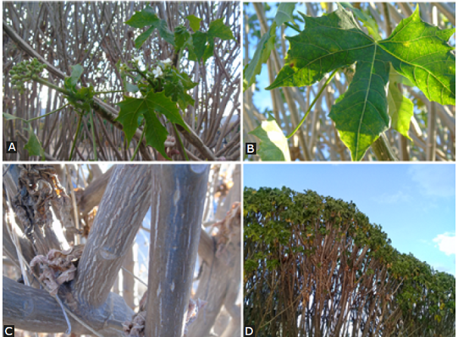 Photographs of Cnidoscolus aconitifolius. A) flower buds and plant flowers; B) lamina, primary and secondary veins, and petiole; C) stem; D) canopy. 