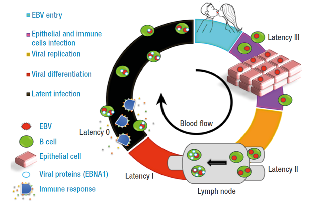 Epstein-Barr virus latency stages in the host.