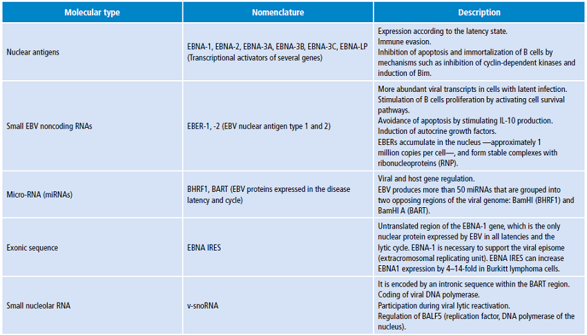 Transcripts and proteins involved in the Epstein Barr virus infection cycle