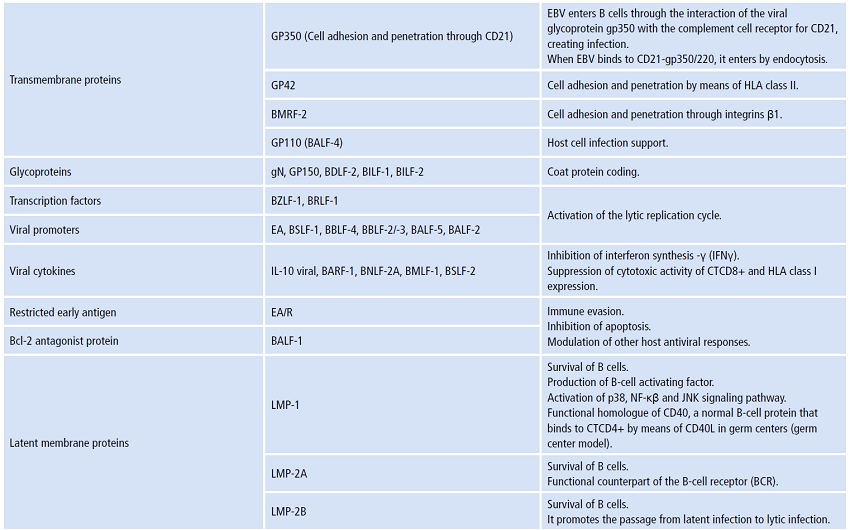 Transcripts and proteins involved in the Epstein Barr virus infection cycle