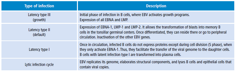 Stages of Epstein-Barr virus infection.