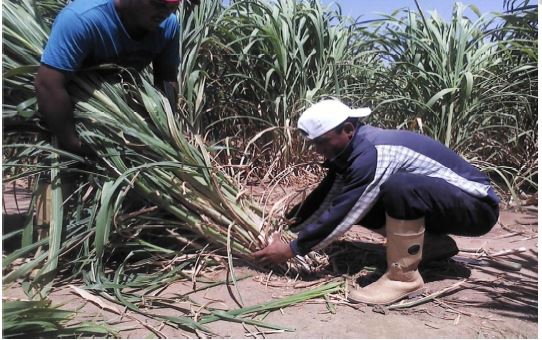 Corte de las plantas al ras del suelo
