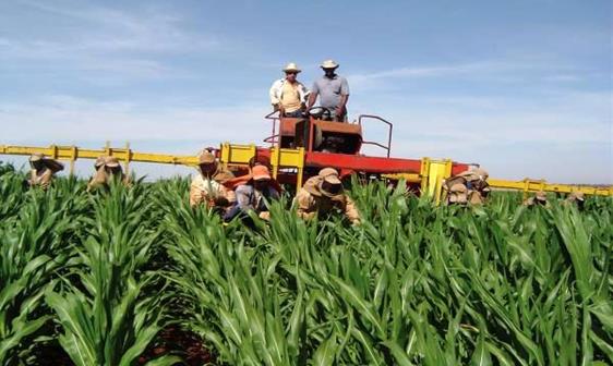 Despendoadores de milho no
Estado de Goiás (2015).