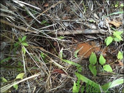 Nascente do Rio Gorutuba.