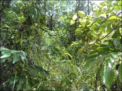 Mata ao entorno da nascente.