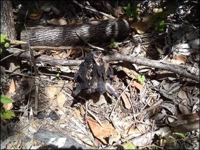 Queimada na &aacute;rea da nascente.