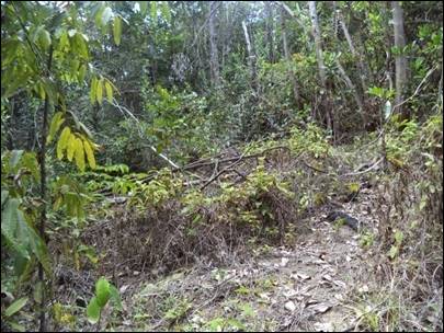 Desmatamento na &aacute;rea da nascente.