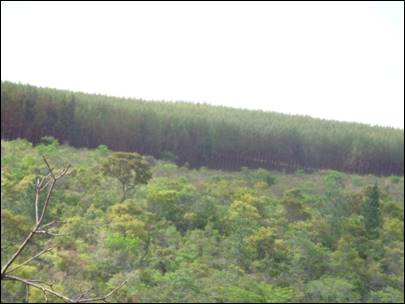 Planta&ccedil;&atilde;o de Eucaliptos pr&oacute;ximo a nascente.