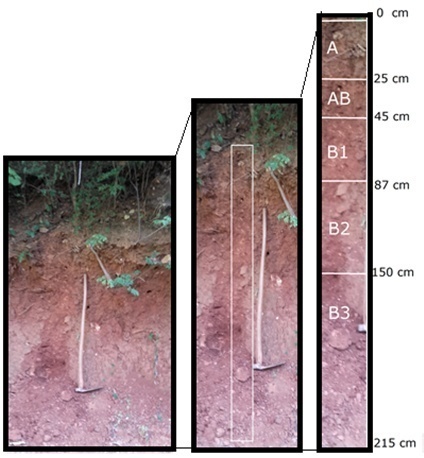 Perfil do Nitossolo na &aacute;rea de estudo
