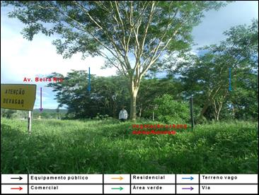 Foto da vegetação urbana