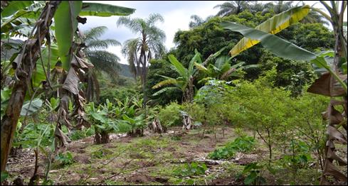 Sistemas agroflorestais favorecem a produ&ccedil;&atilde;o de sinergia, poupando parte do esfor&ccedil;o de manuten&ccedil;&atilde;o dos agricultores.