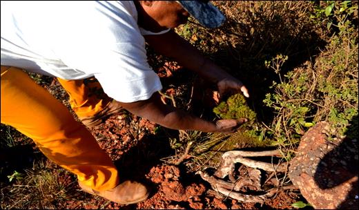 Extra&ccedil;&atilde;o do musgo em sua &aacute;rea de ocorr&ecirc;ncia