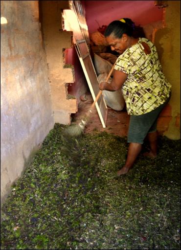 Musgueira trata a mat&eacute;ria-prima para comercializa&ccedil;&atilde;o em Belo Horizonte