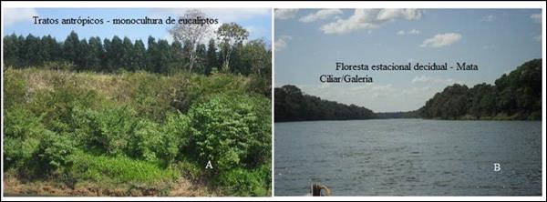 em (A) tratos antr&oacute;picos &ndash; monoculturas com eucaliptos plantados pr&oacute;ximo &agrave;s       margens do rio das Velhas, em (B) Floresta decidual Mata Ciliar/Galeria em bom estado de conserva&ccedil;&atilde;o