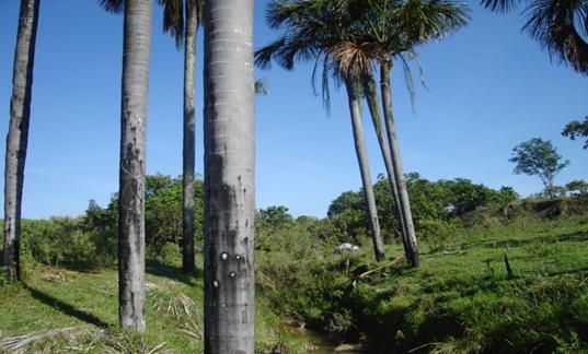 Vereda no munic&iacute;pio de Goiandira (GO)