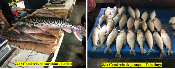 Com&eacute;rcio de peixe nos mercados de Let&iacute;cia (Col&ocirc;mbia) e Tabatinga (Brasil)