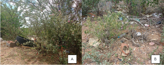 (A) Lixo entre a vegeta&ccedil;&atilde;o as margens da Rodovia BR-316 e (B) e detalhamento do lixo entre a vegeta&ccedil;&atilde;o, munic&iacute;pio de Floresta, Pernambuco