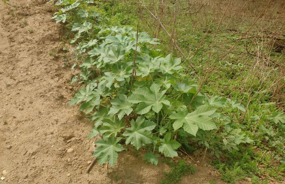  Ricinus communis encontradas no leito seco do rio Paje&uacute;, Floresta, Pernambuco