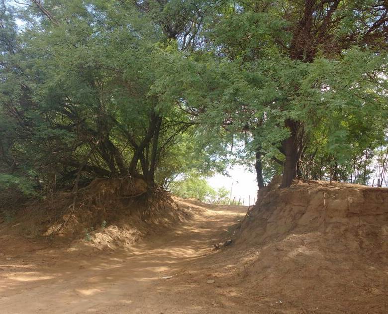 Plantas inclinadas e com ra&iacute;zes expostas na margem do rio Paje&uacute;, munic&iacute;pio de Floresta, Pernambuco