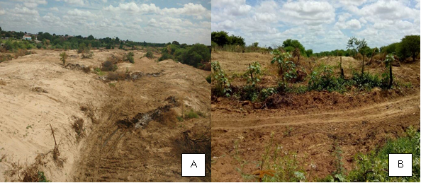 (A) Assoreamento do rio no transecto 2 e (B) Bancos de sedimentos antes do transecto 1, munic&iacute;pio de Floresta, Pernambuco
