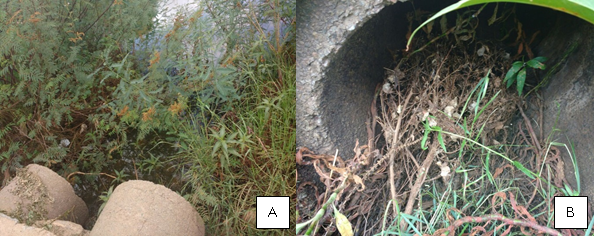(A) Canaletas tomadas pela vegeta&ccedil;&atilde;o e (B) detalhamento de uma das canaletas da "Passagem Molhada"