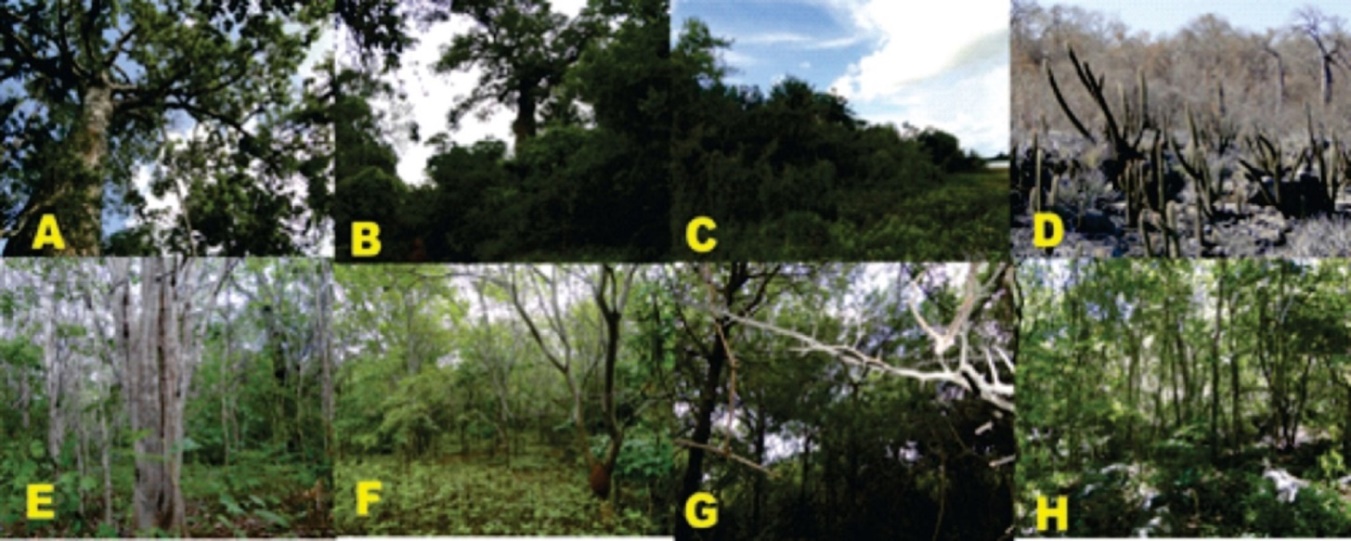 Fitofisionomias do Parque Estadual da Mata Seca