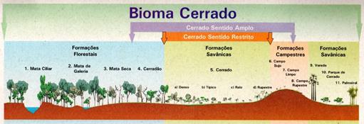 Fitofisionomias do Bioma Cerrado
