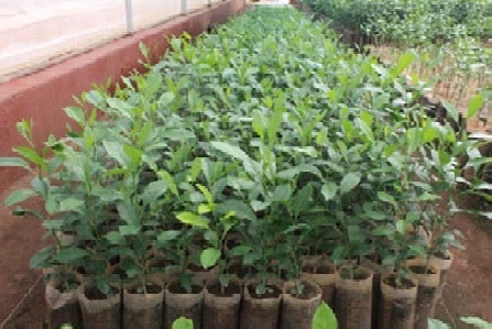 Four
months old rootstocks of Rangpur lime