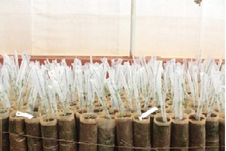 Grafts
covered with poly tubes