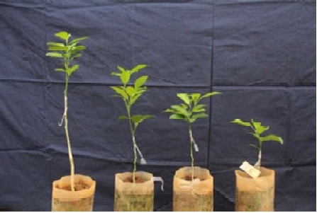 Successful
grafts of Coorg mandarin on different aged rootstocks of Rangpur lime