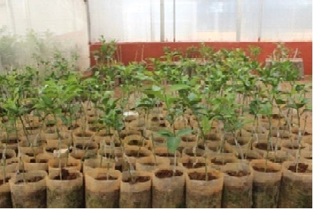 General view of three month&rsquo;s old grafted plants