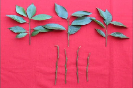 Scion
suitable for successful grafting