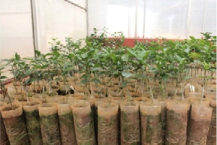 General
view of successful grafted plants
