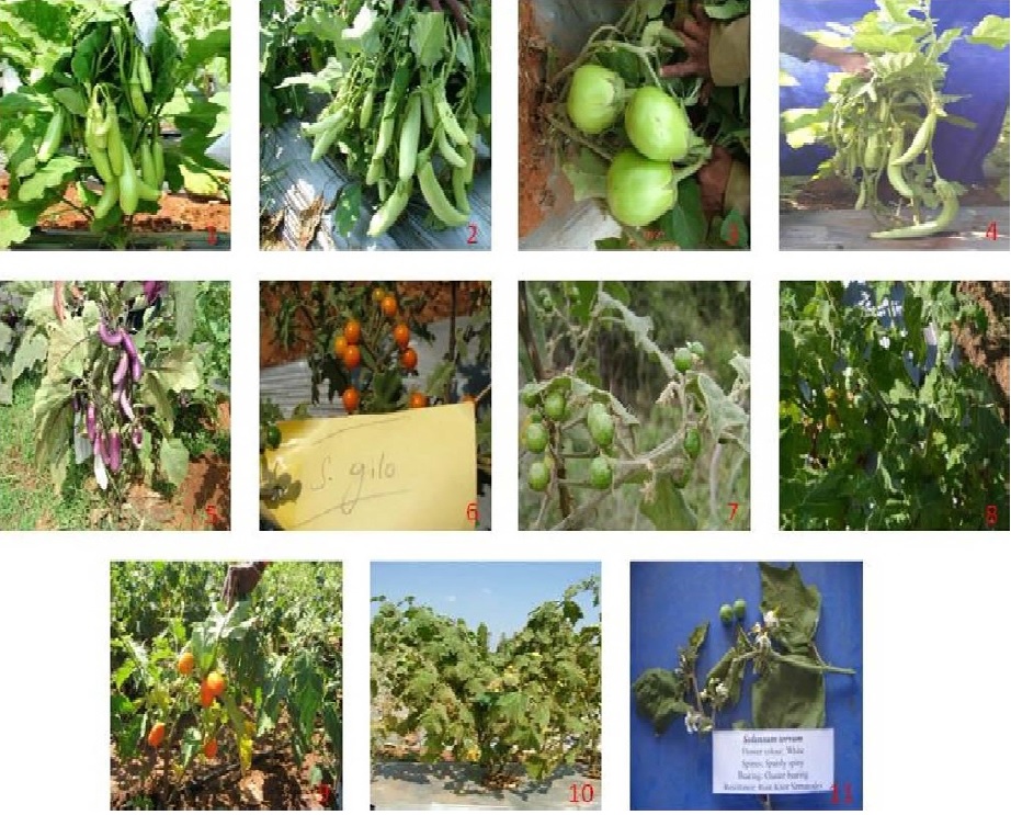 Eggplant cultivated varieties [IIHR-7 (IC395334), IIHR-662
(CARI-1, IC0585684), IIHR-108 (Arka Kusumakar), IIHR- 663 (Rampur Local)] and seven wild species [Solanum gilo, S. indicum,
S. viarum, S. aethiopicum,
S. mammosum, and S. torvum used for bacterial wilt
screening. J. Hortl. Sci. Vol. 14(1) : 13-19, 2019