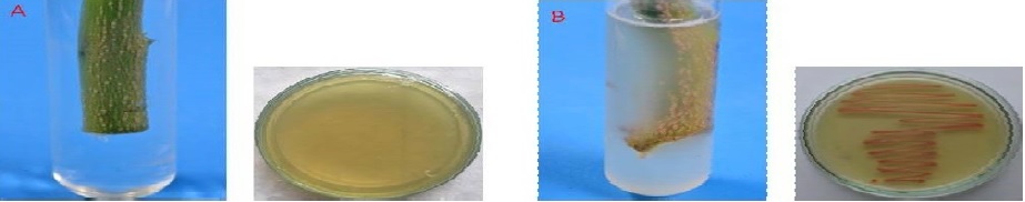 Ooze out
test and R. Solanacearum virulence identification in TZC plate.