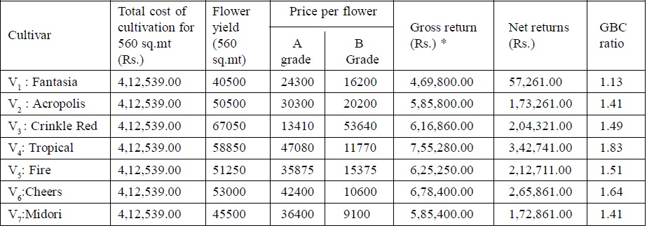 Economics
of Anthurium cultivars during II year