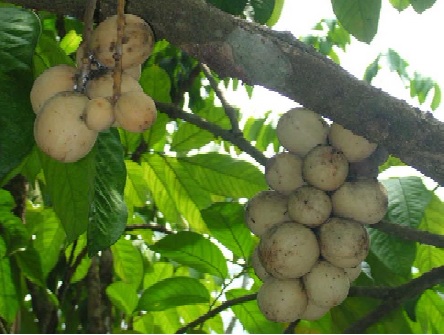Langsat
fruit borne in clusters on tree
