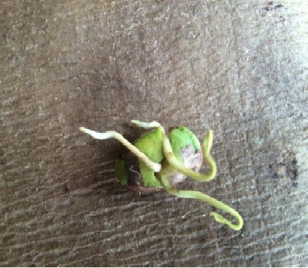 Germinating
polyembryonic seed with four seedlings