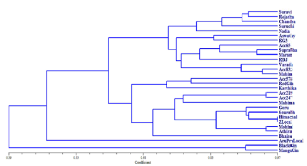 UPGMA dendrogram based on RAPD markers using Jaccard&rsquo;s similarity coefficient