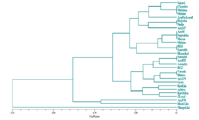 UPGMA dendrogram based on SSR markers using Jaccard&rsquo;s similarity coefficient