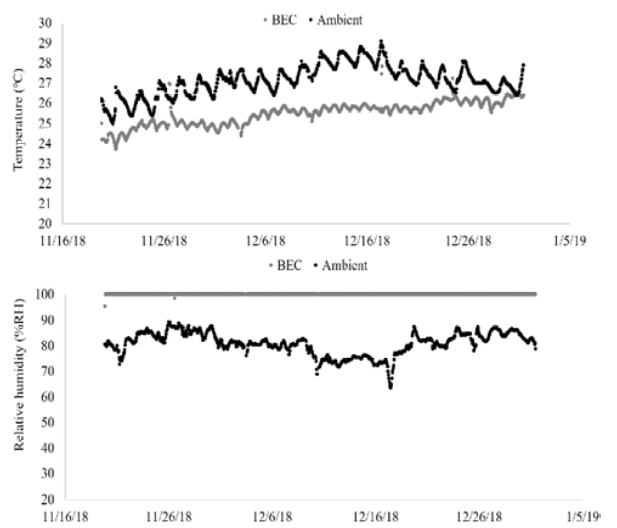 Temperature and relative humidity in ambient and brick-walled evaporative cooler (BEC) conditions during November 2018 to January 2019.